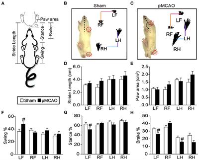The Impact of Ischemic Stroke on Gray and White Matter Injury Correlated With Motor and Cognitive Impairments in Permanent MCAO Rats: A Multimodal MRI-Based Study